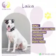 Laika