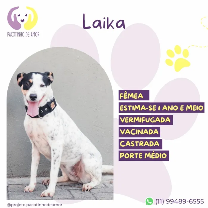 Cachorro raça SRD-ViraLata idade 1 ano nome Laika