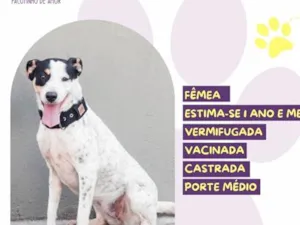 Cachorro raça SRD-ViraLata idade 1 ano nome Laika