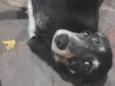 rex