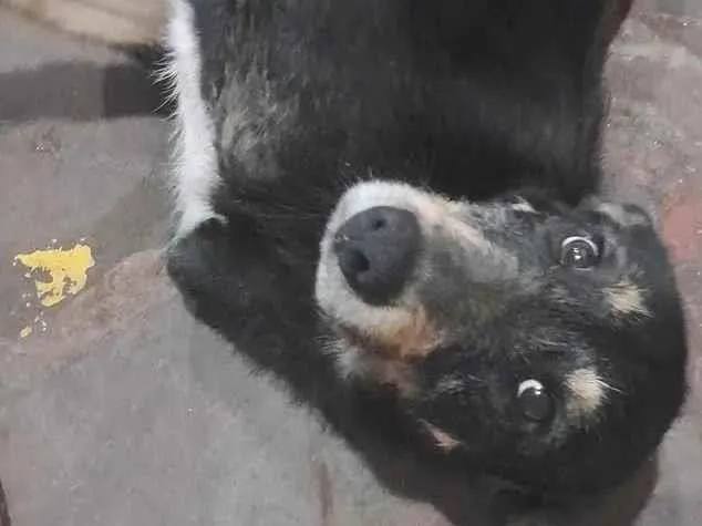 Cachorro raça SRD-ViraLata idade 3 anos nome rex