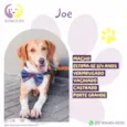 Joe