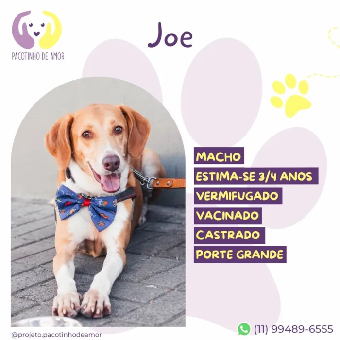 Cachorro raça SRD-ViraLata idade 4 anos nome Joe