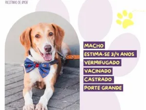 Cachorro raça SRD-ViraLata idade 4 anos nome Joe