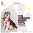 Chita
