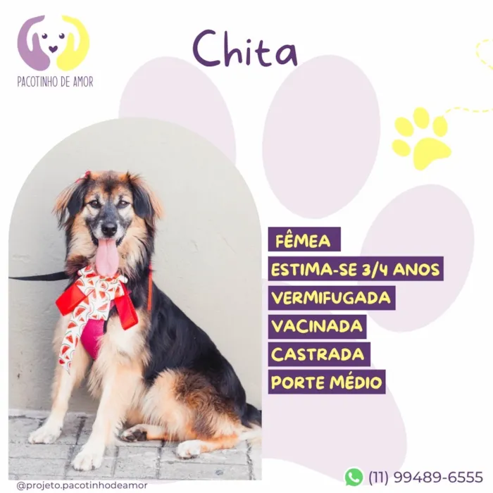 Cachorro raça SRD-ViraLata idade 3 anos nome Chita