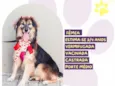 Chita