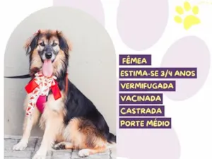 Cachorro raça SRD-ViraLata idade 3 anos nome Chita