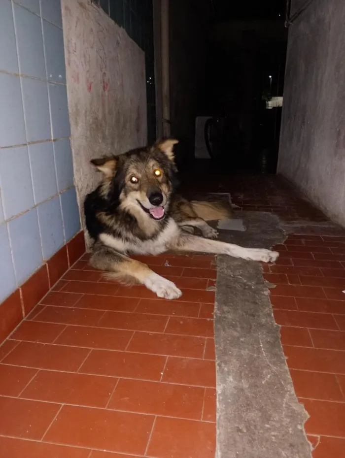 Cachorro raça SRD-ViraLata idade 3 anos nome Yuki