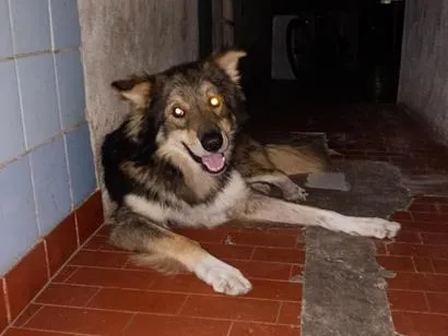Cachorro raça SRD-ViraLata idade 3 anos nome Yuki