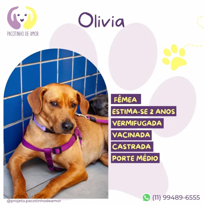 Cachorro raça SRD-ViraLata idade 2 anos nome Olivia