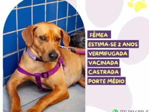 Cachorro raça SRD-ViraLata idade 2 anos nome Olivia