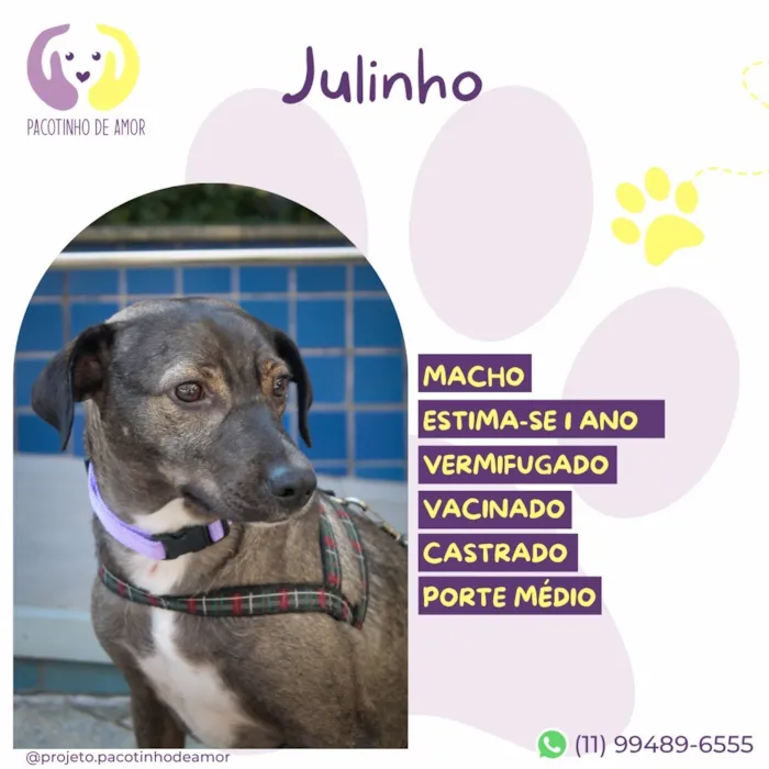 Cachorro raça SRD-ViraLata idade 1 ano nome Julinho