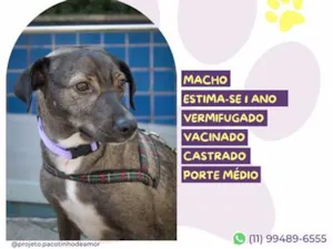 Cachorro raça SRD-ViraLata idade 1 ano nome Julinho