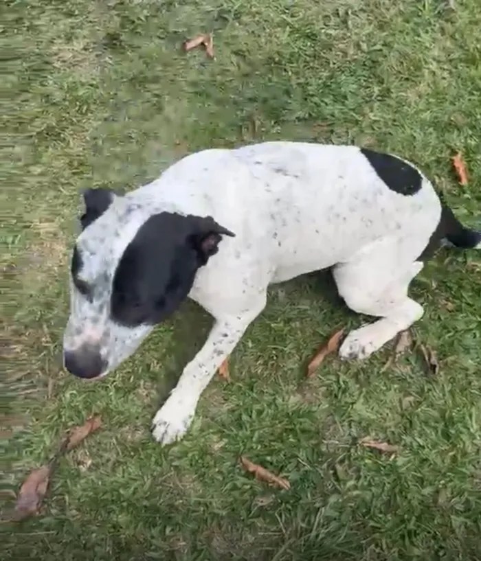 Cachorro raça SRD-ViraLata idade 1 ano nome Jack