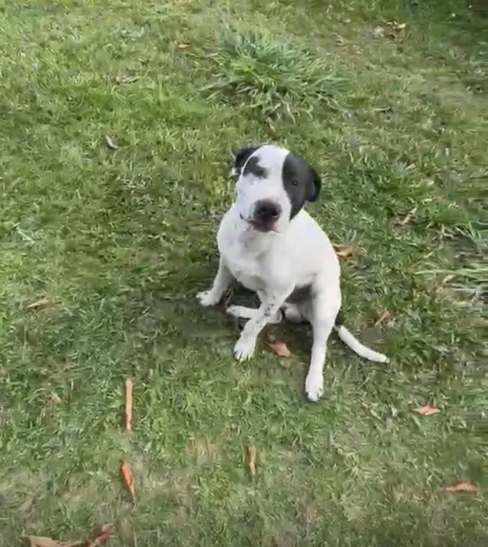 Cachorro raça SRD-ViraLata idade 1 ano nome Jack