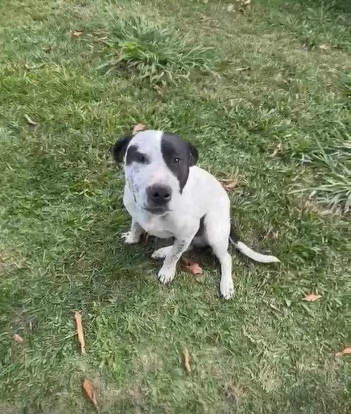 Cachorro raça SRD-ViraLata idade 1 ano nome Jack