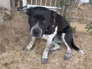 Cachorro raça SRD-ViraLata idade 1 ano nome Molly