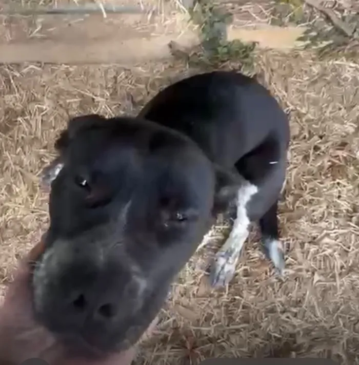 Cachorro raça SRD-ViraLata idade 1 ano nome Molly