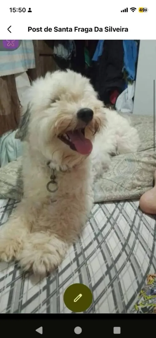 Cachorro raça SRD-ViraLata idade 6 ou mais anos nome Juninho