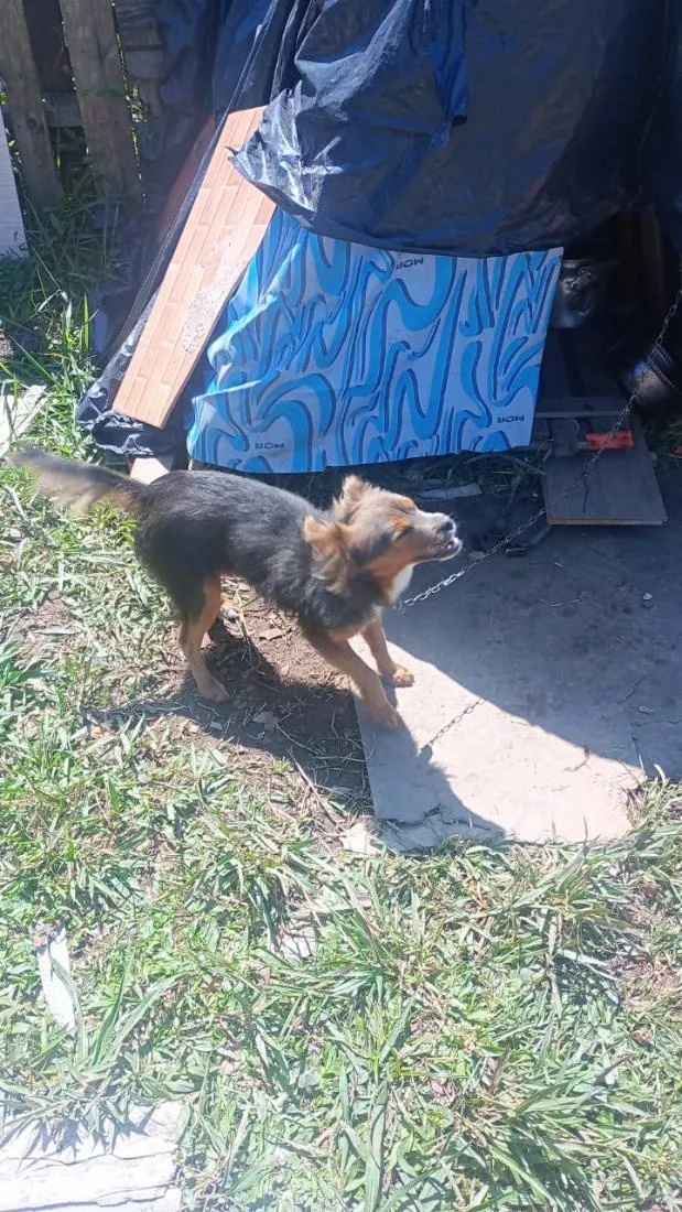 Cachorro raça SRD-ViraLata idade 6 ou mais anos nome Juninho