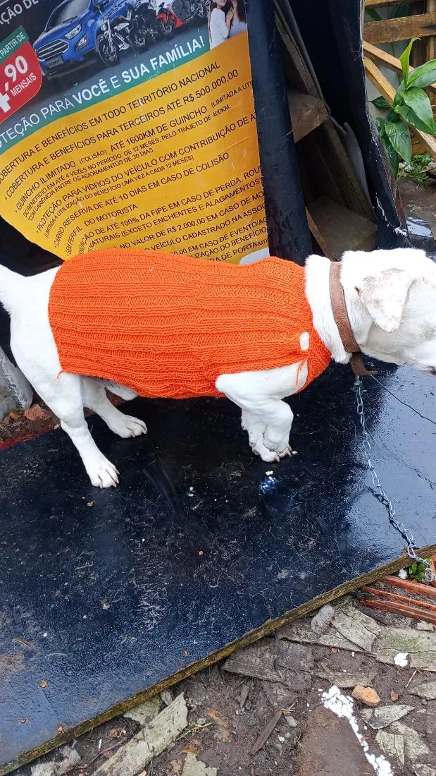 Cachorro raça SRD-ViraLata idade 6 ou mais anos nome Juninho