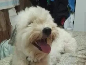 Cachorro raça SRD-ViraLata idade 6 ou mais anos nome Juninho