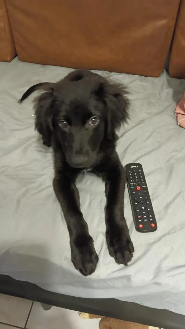 Cachorro raça SRD-ViraLata idade 2 a 6 meses nome Cícero