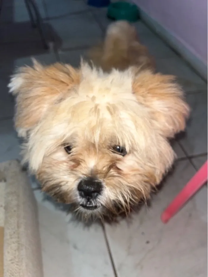 Cachorro raça Shitzu idade 7 a 11 meses nome Paçoca 