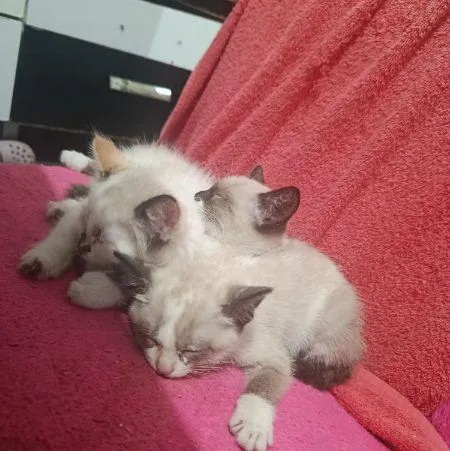 Gato raça Siamês idade 2 a 6 meses nome não tem