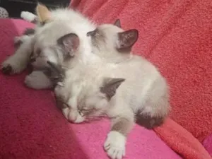 Gato raça Siamês idade 2 a 6 meses nome não tem