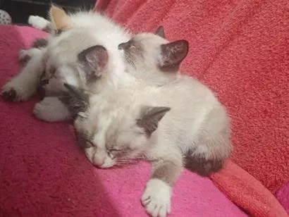 Gato raça Siamês idade 2 a 6 meses nome não tem