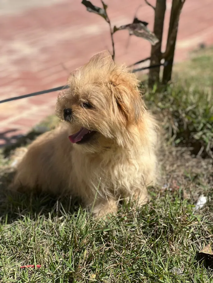 Cachorro raça Shitzu idade 7 a 11 meses nome Paçoca 