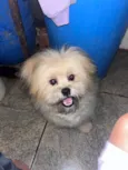 Paçoca 