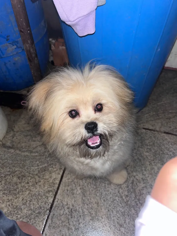 Cachorro raça Shitzu idade 7 a 11 meses nome Paçoca 