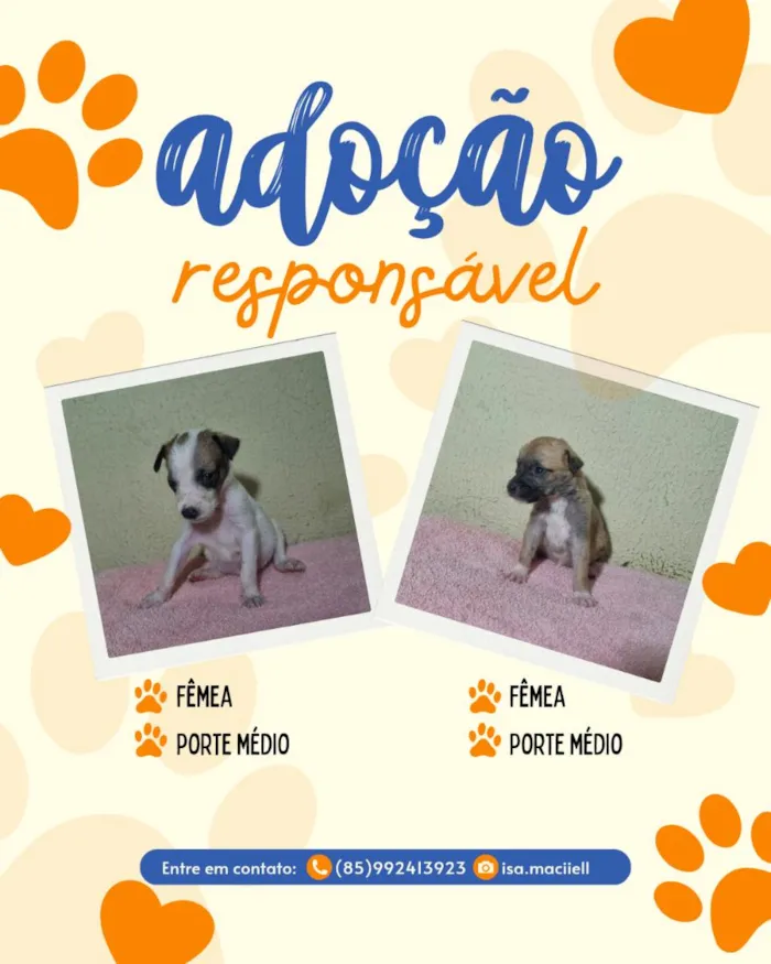 Cachorro raça SRD-ViraLata idade Abaixo de 2 meses nome sem nome