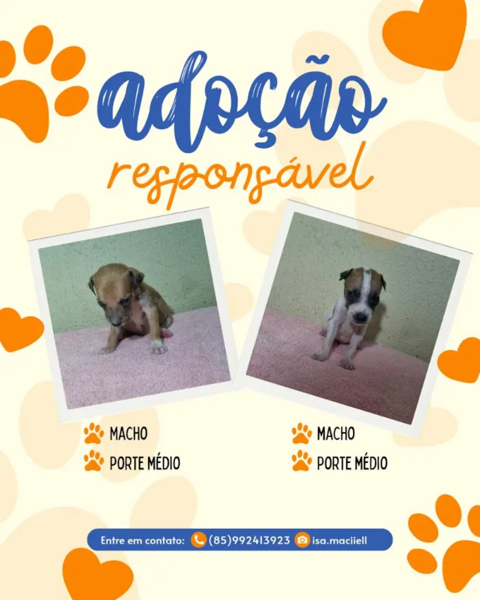 Cachorro raça SRD-ViraLata idade Abaixo de 2 meses nome sem nome