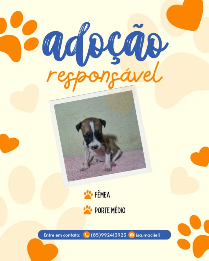 Cachorro raça SRD-ViraLata idade Abaixo de 2 meses nome sem nome