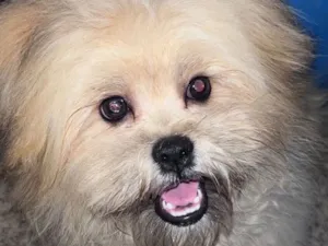 Cachorro raça Shitzu idade 7 a 11 meses nome Paçoca 