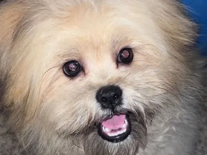 Cachorro raça Shitzu idade 7 a 11 meses nome Paçoca 