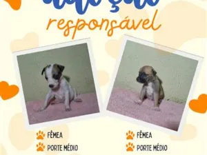 Cachorro raça SRD-ViraLata idade Abaixo de 2 meses nome sem nome