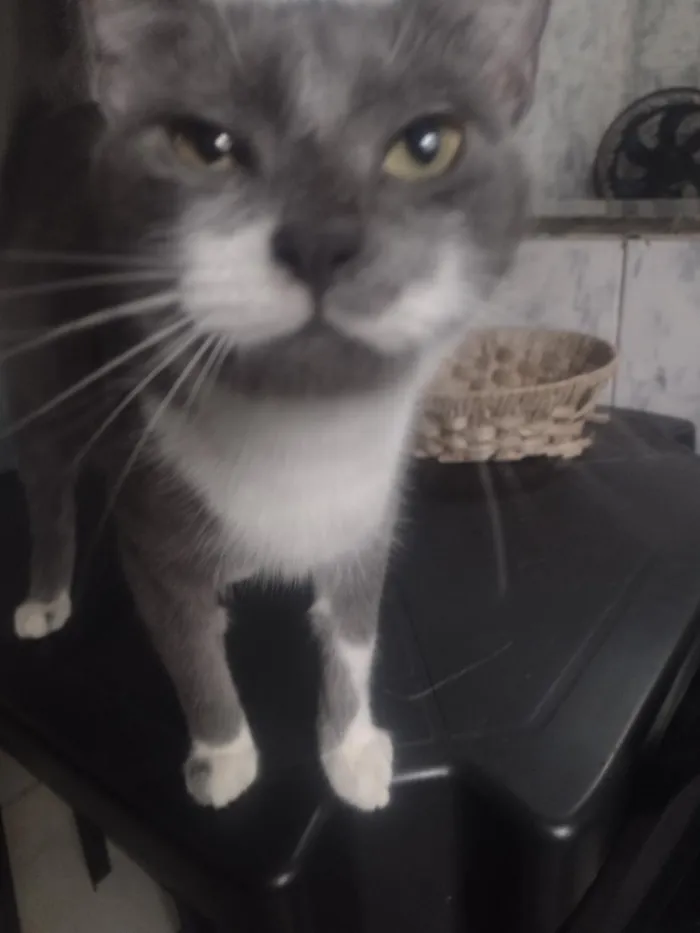 Gato raça SRD-ViraLata idade 7 a 11 meses nome Úrsula/merida