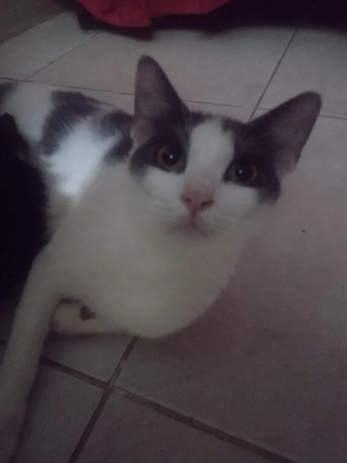 Gato raça SRD-ViraLata idade 7 a 11 meses nome Úrsula/merida