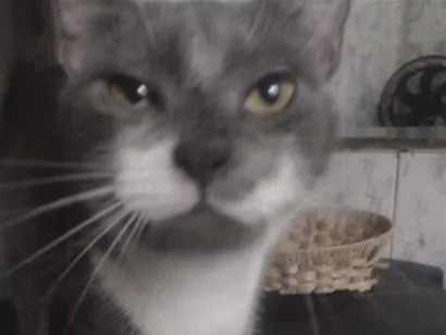 Gato raça SRD-ViraLata idade 7 a 11 meses nome Úrsula/merida