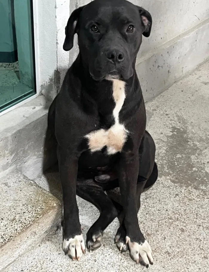 Cachorro raça Pit-Bull idade 3 anos nome Boby