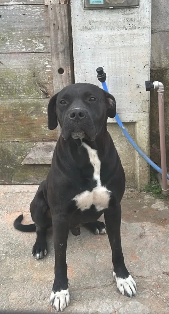 Cachorro raça Pit-Bull idade 3 anos nome Boby
