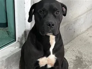 Cachorro raça Pit-Bull idade 3 anos nome Boby