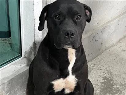 Cachorro raça Pit-Bull idade 3 anos nome Boby