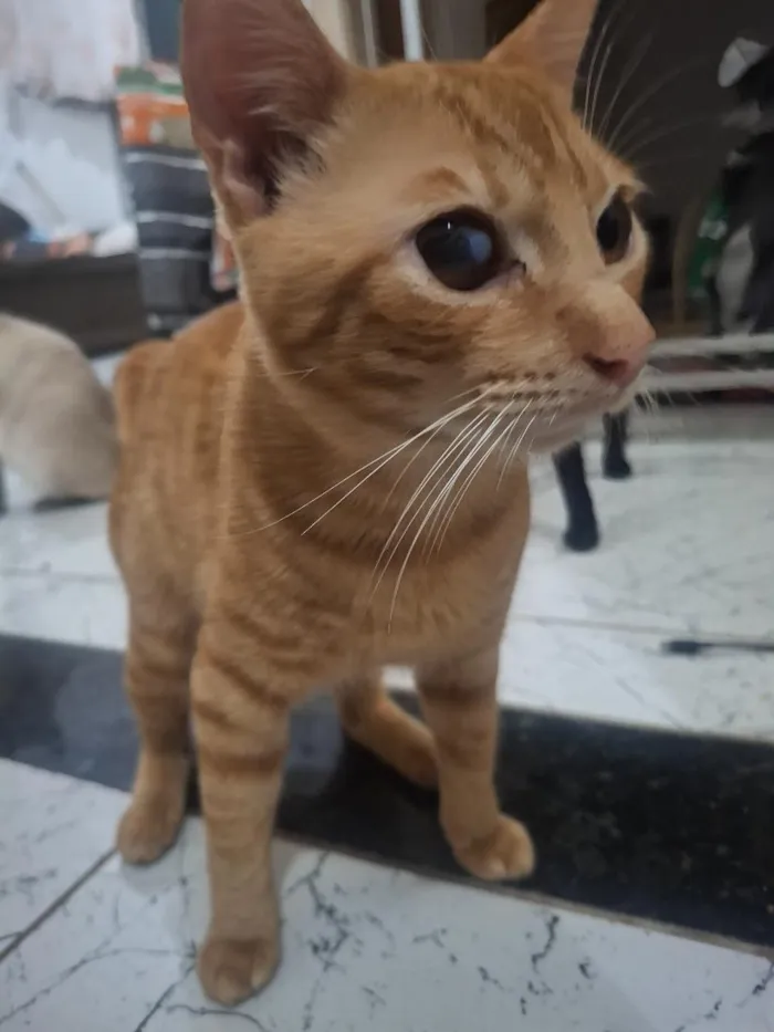 Gato raça SRD-ViraLata idade 1 ano nome sem nome