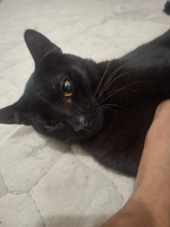 Gato raça SRD-ViraLata idade 1 ano nome sem nome